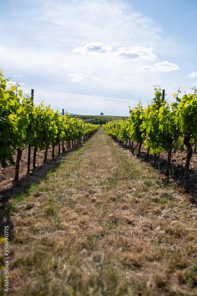 Sunny Sprint Day in the Vineyards at Mölsheim in Rhineland Palatinate – Germany
