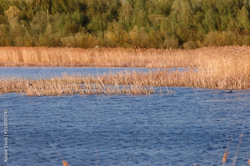 Common reed (Phragmites australis) as background or texture.