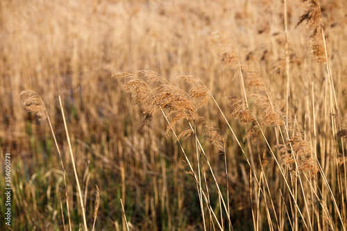Common reed (Phragmites australis) as background or texture.