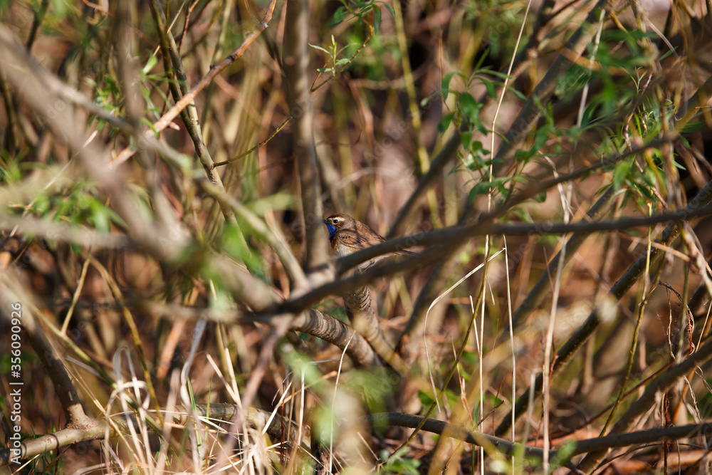 Singing Bluethroat (Luscinia svecica) on the branch