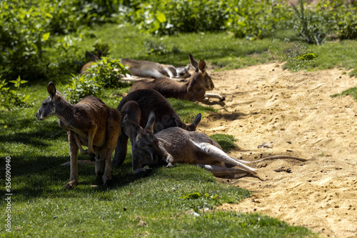 Group of resting Red Kangaroo, Macropus rufus, resting on grass