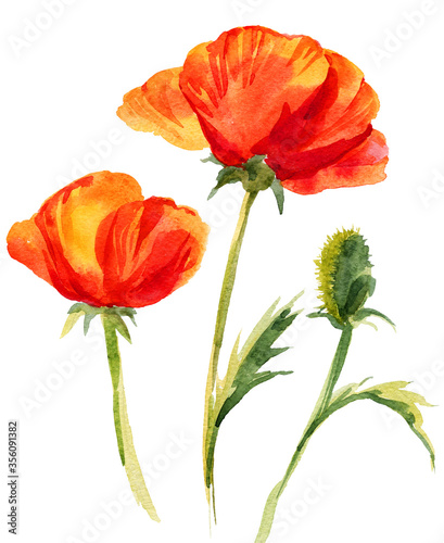 Hand draw watercolor poppy flowers illustration isolated. Painting for textil, crafters, greeting cards, prints, posters, wedding invitations and wedding decor, summer flower maquies. photo