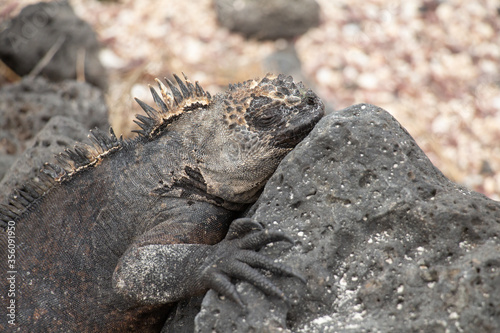 Marine Iguana Galapagos close up sleeping