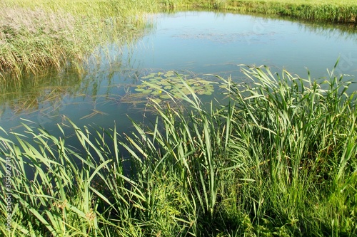 Summer sunny day beautiful lake grass water lilies