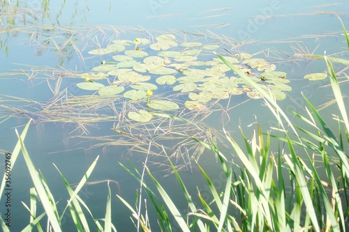 Summer sunny day beautiful lake grass water lilies
