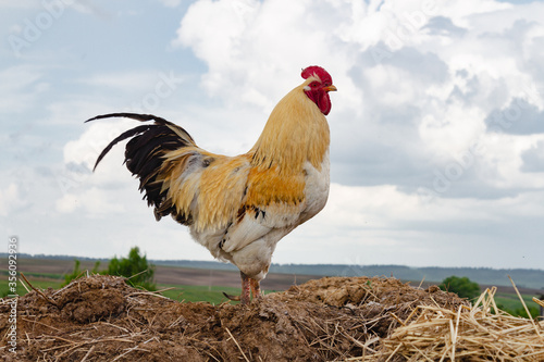 White rooster stands on a dunghill in the summer in the village