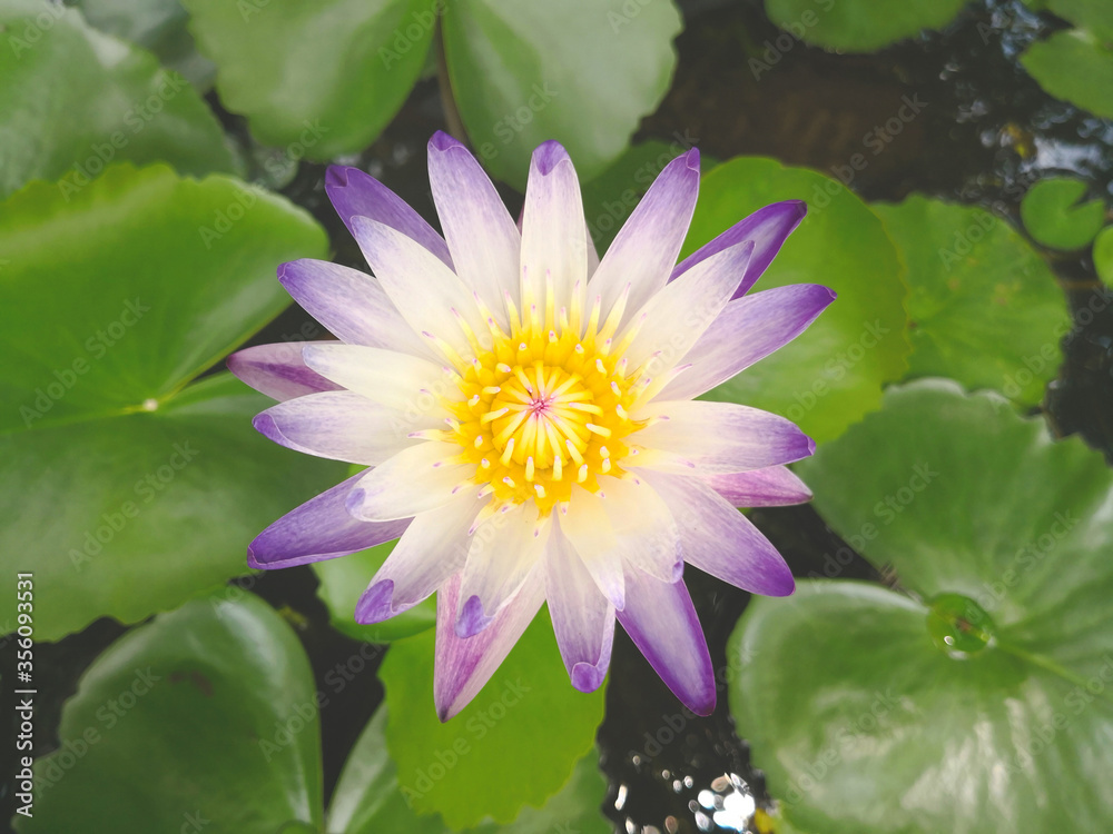 Beautiful purple and white Lotus flower with lotus green leaf in in pond Beautiful purple and white Lotus flower with lotus green leaf in in pond
