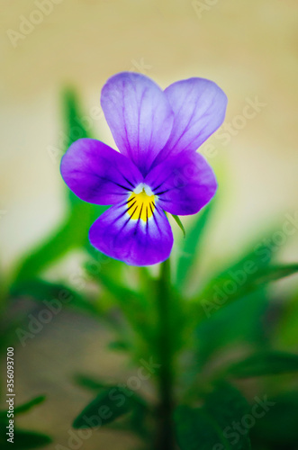 Beautiful flower of viola tricolor in the garden. Vertical photograph.