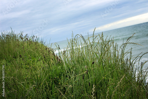 Beach Grass
