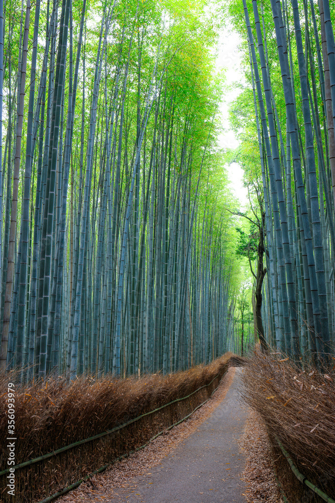 Obraz premium 誰もいない嵐山の竹林の小径