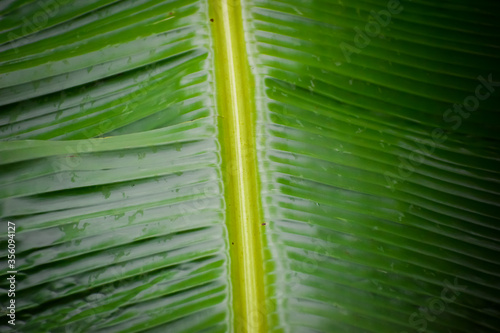 Texture background of fresh green banana leaves. Selective focus applied.