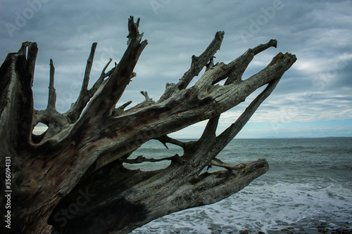 Driftwood by the Sea