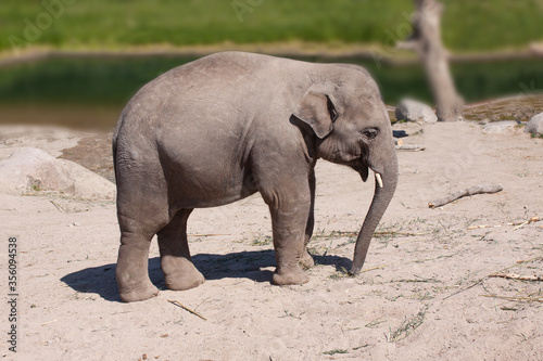 Cute baby elephant calf standing in sandy surface by a river  grass in side view.