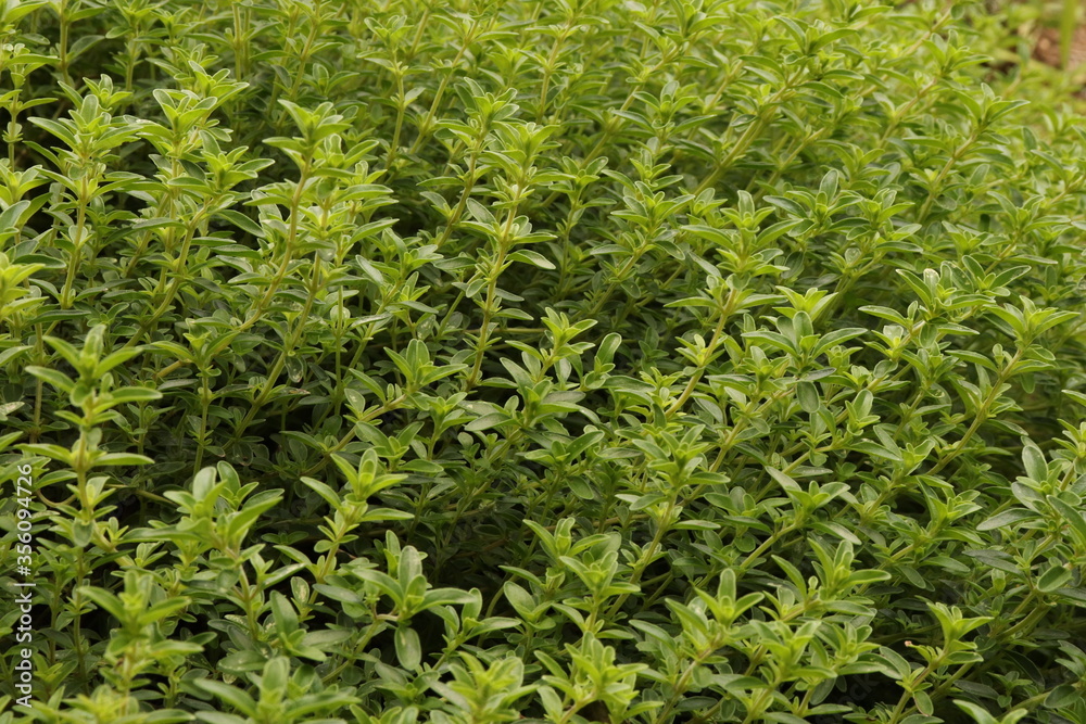 Thymus serpyllum, creeping thyme grows thickly in a herb garden. Thymus serpyllum, creeping thyme grows thickly in a herb garden.