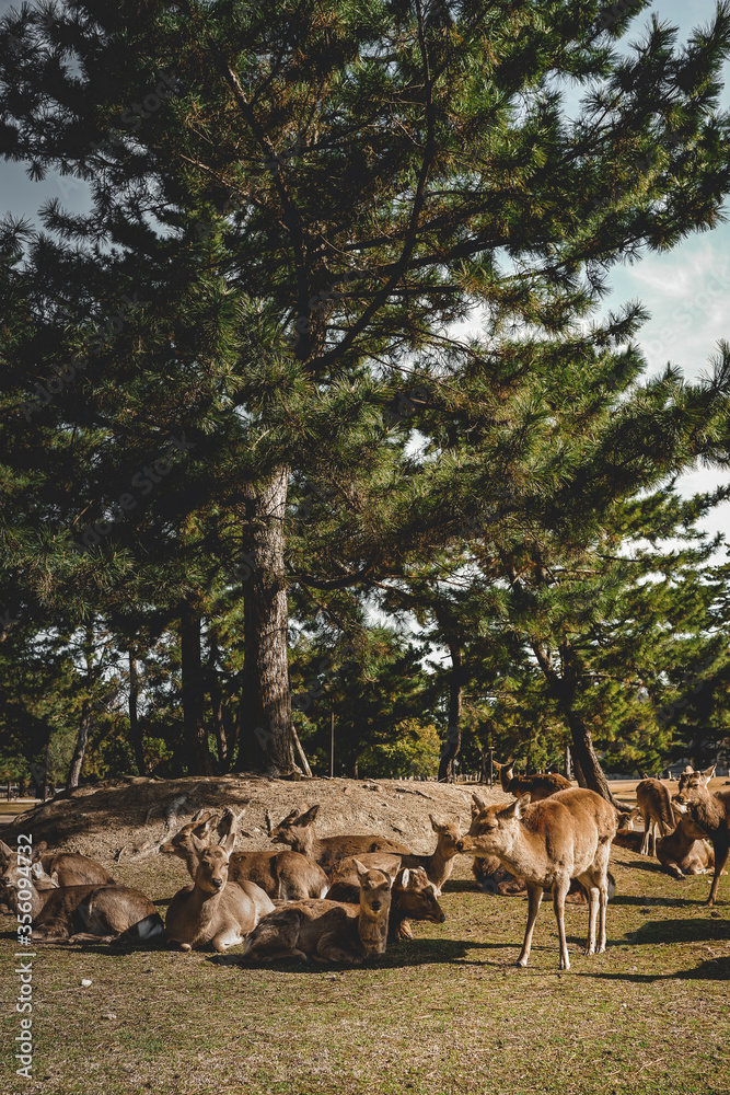 group of deers at Nara Park resting under a tree group of deers at Nara Park resting under a tree