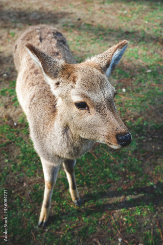 portrait of a deer at nara