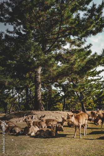 group of deers at Nara Park resting under a tree © RodelJohn