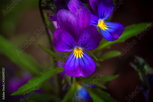 flowers of bright purple pansies close up