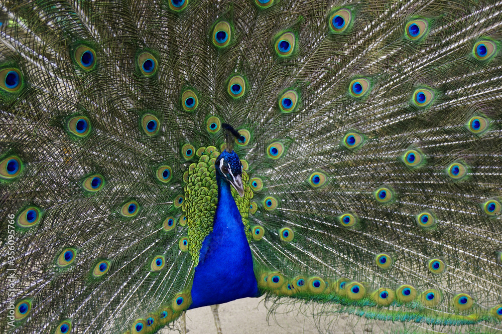 Fototapeta premium male peacocok bird