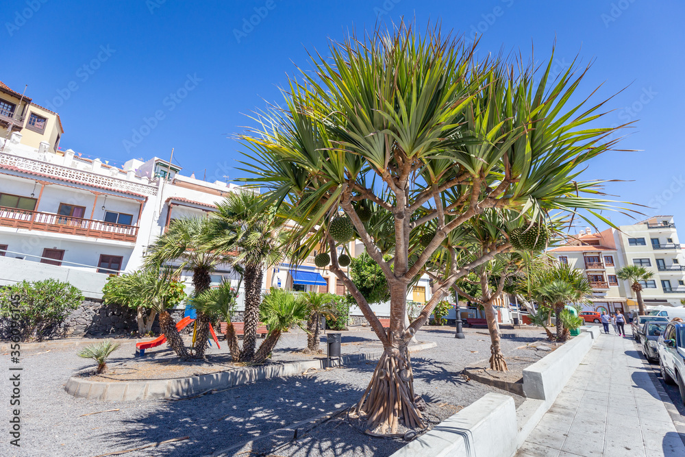 Palm tree on main square in Candelaria, Tenerife, Spain