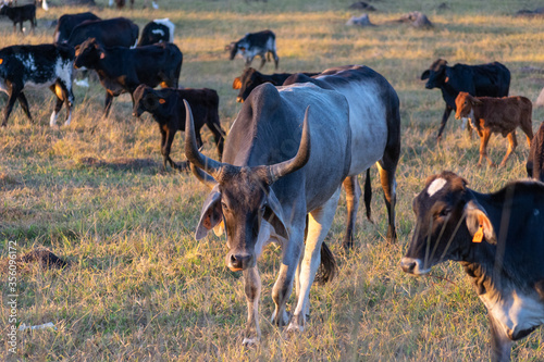 Guzera cattle and other cattle grazing at the end of the day. zebu