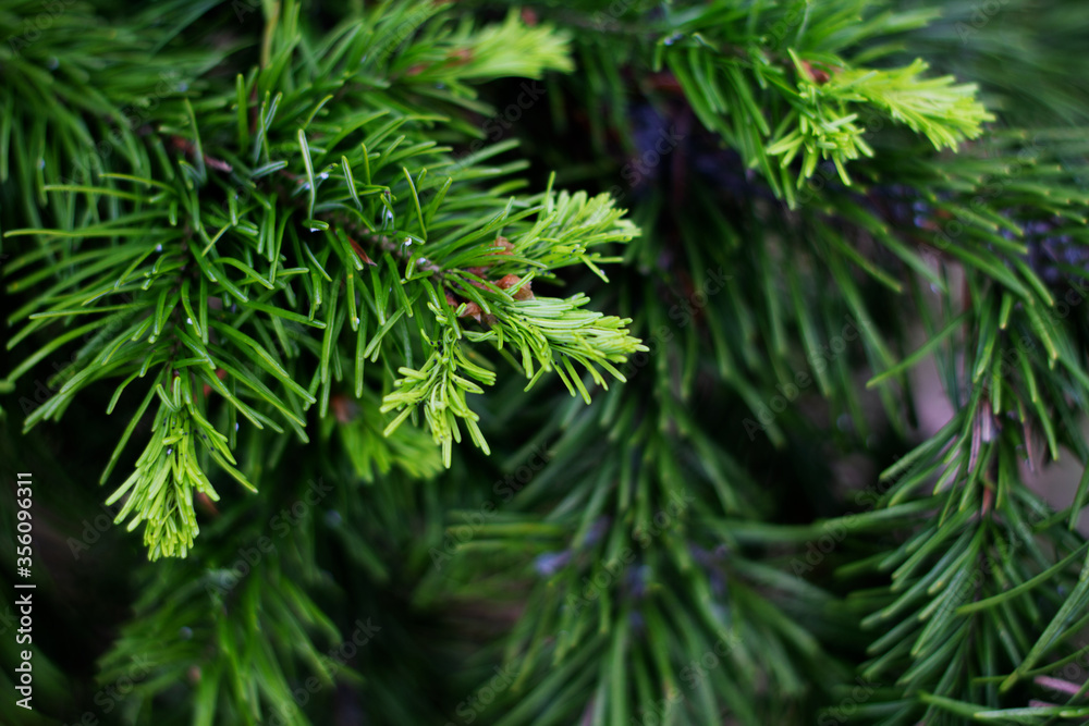 Spruce branch. New shoots on a pine branch. Fir-tree branches in bloom. Needles on a young spruce close-up. young greens. Spruce branch. New shoots on a pine branch. Fir-tree branches in bloom. Needles on a young spruce close-up. young greens.
