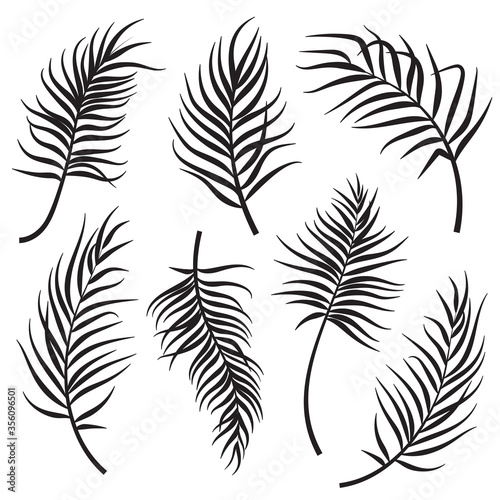 Palm leaves silhouettes set isolated on white background. Vector illustration