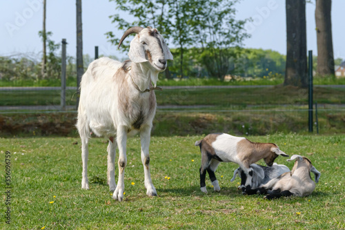 Two baby goat kids next to the mother on the spring grass