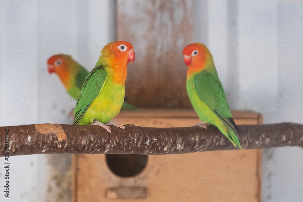 Obraz premium Trzy Fischer's Lovebird, agapornis fischeri siedzący na gałęzi drzewa, selektywna ostrość
