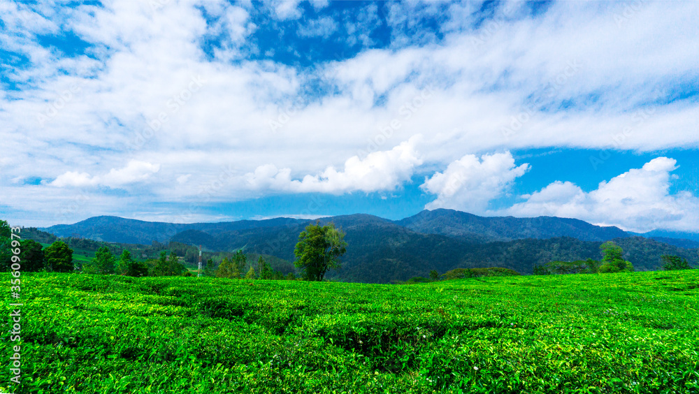 green field and blue sky green field and blue sky