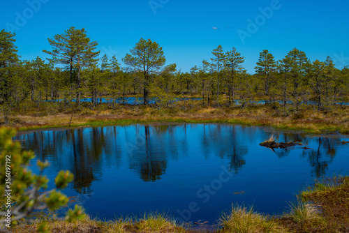 View of a small blue lake in the middle of the Viru Bog in summer day, located in Lahemaa National Park, Estonia. Reflection of pine trees in a lake. Selective focus