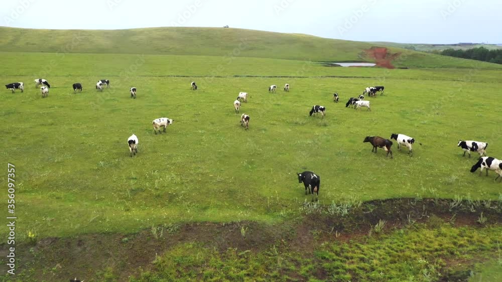 Taken from a drone as cows run through a field. Russia, Bashkortostan Taken from a drone as cows run through a field. Russia, Bashkortostan