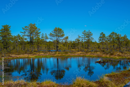 View of a small blue lake in the middle of the Viru Bog in summer day, located in Lahemaa National Park, Estonia. Reflection of pine trees in a lake. Selective focus