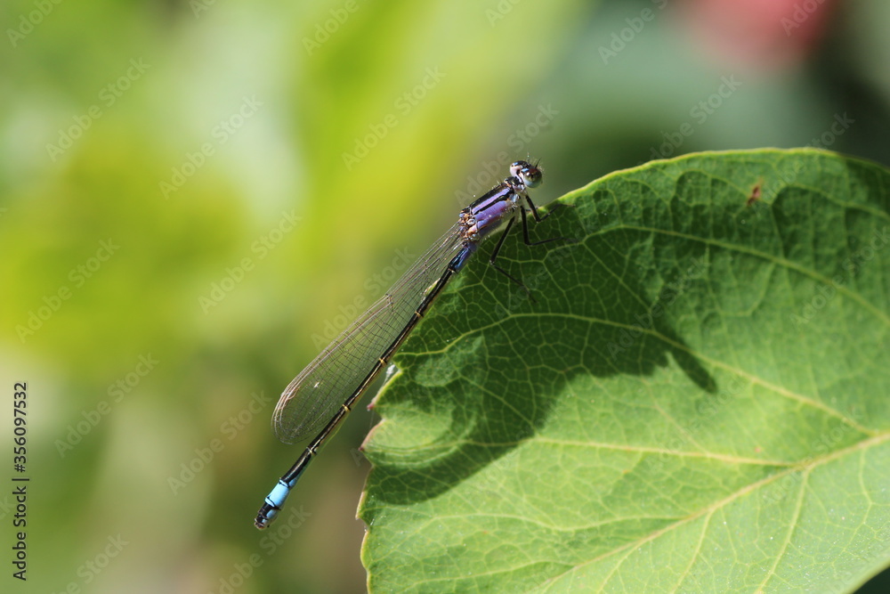 Große Pechlibelle - Ischnura elegans - junges Weibchen - violacea Große Pechlibelle - Ischnura elegans - junges Weibchen - violacea