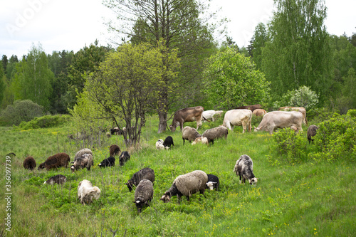 Farm animals grazing cows and sheep in a spring field