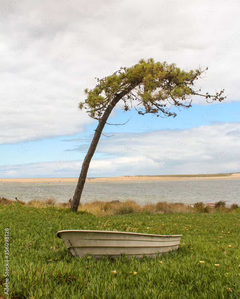 lonely tree on the lake