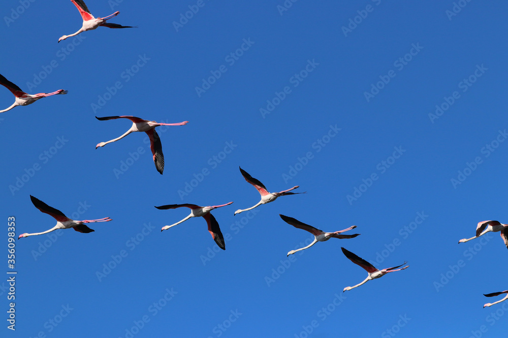 Obraz premium Flying flock of wild flamingos in summer