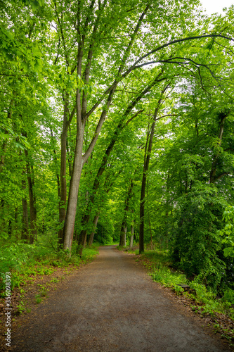 Walking path in old deciduous forest in Konopiste, Czech Republic