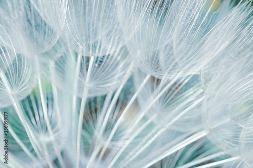 dandelion seed closeup