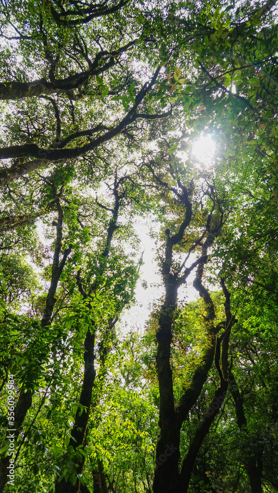 forest in the morning forest in the morning