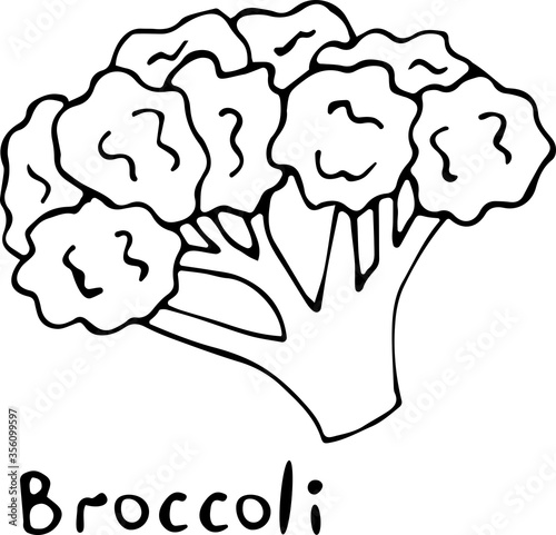 Vector illustration of a broccoli in the Doodle style, hand-drawn black outline on a white background with the text "Broccoli". Can be used for paper, textiles, fabrics, books, paper Wallpaper