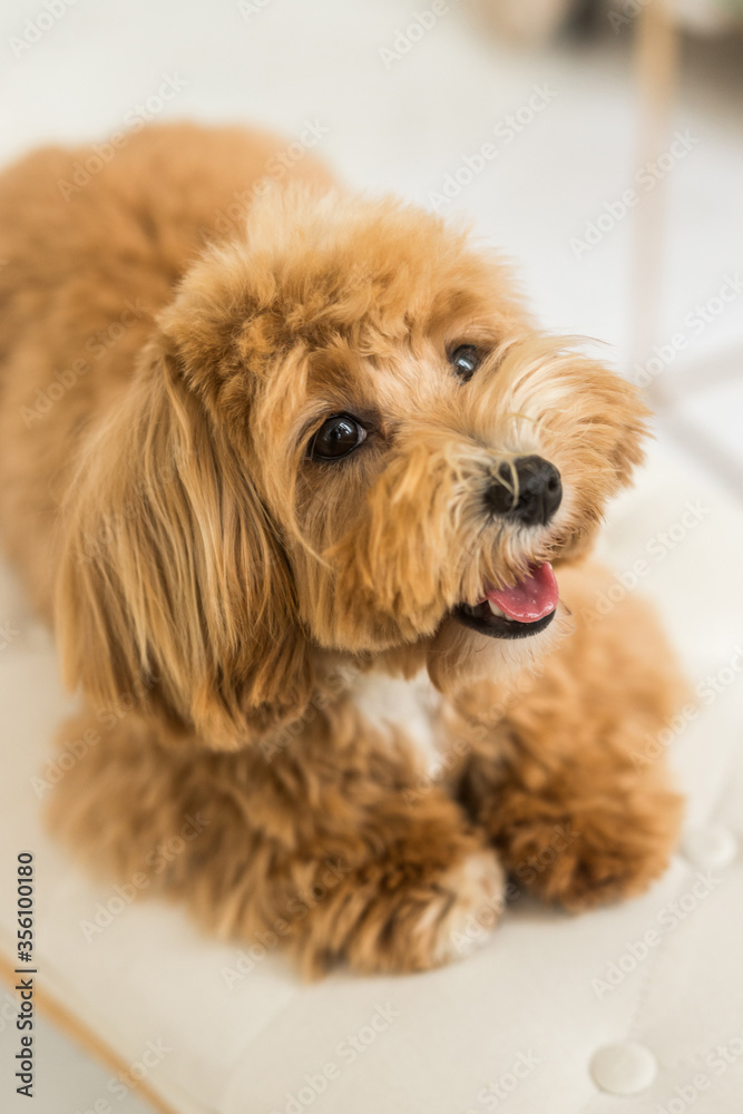 Toy poodle lying on white armchair and muzzle in camera Toy poodle lying on white armchair and muzzle in camera