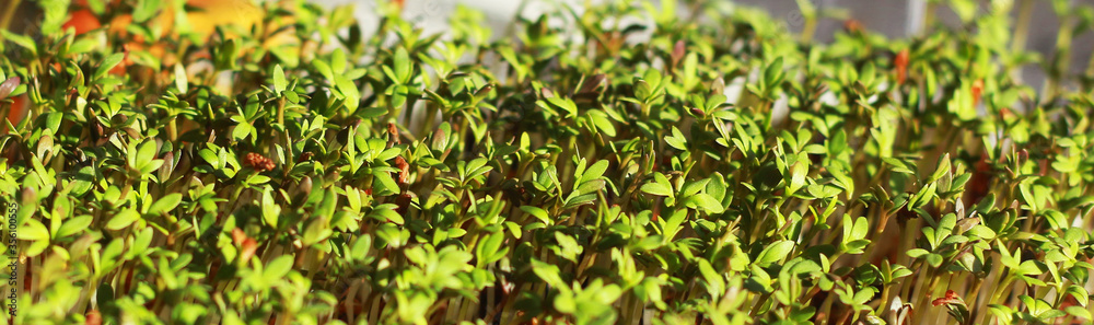 Micro green foliage background close-up. Germination of seeds at home. Vegan and healthy eating concept.