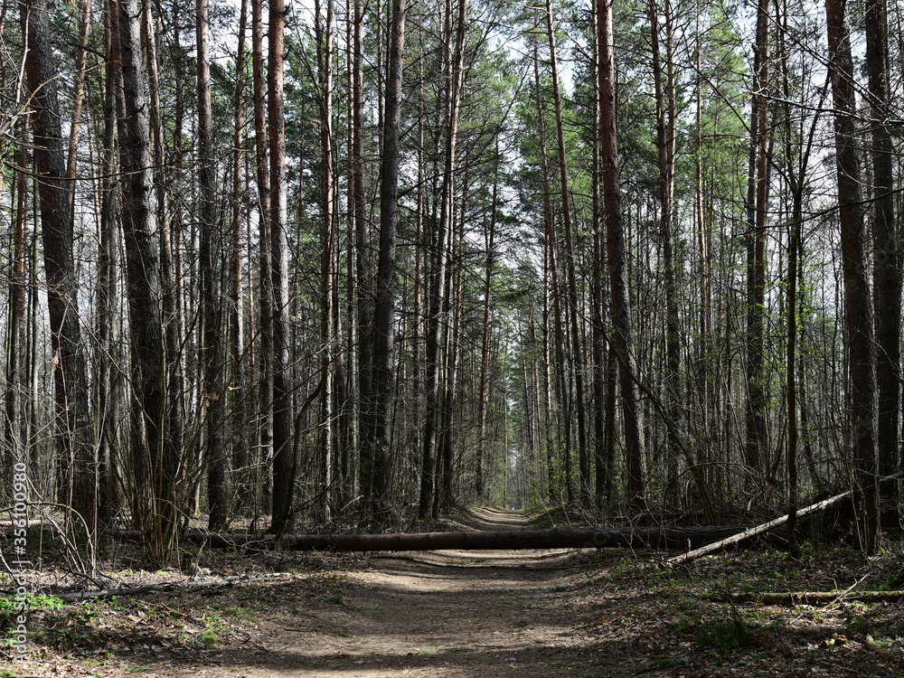 Fototapeta premium road in the spring forest after a storm