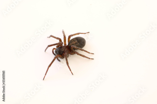 A black Lace Weaver Spider. Scientific name Amaurobius ferox. Image shows distinctive abdominal markings. 