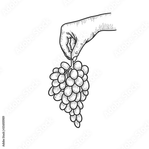 bunch of grapes in hand sketch engraving vector illustration. T-shirt apparel print design. Scratch board imitation. Black and white hand drawn image.