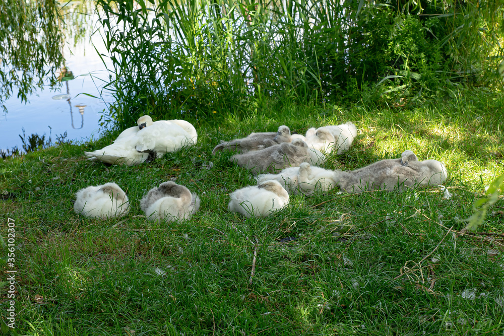 Schwanfamilie