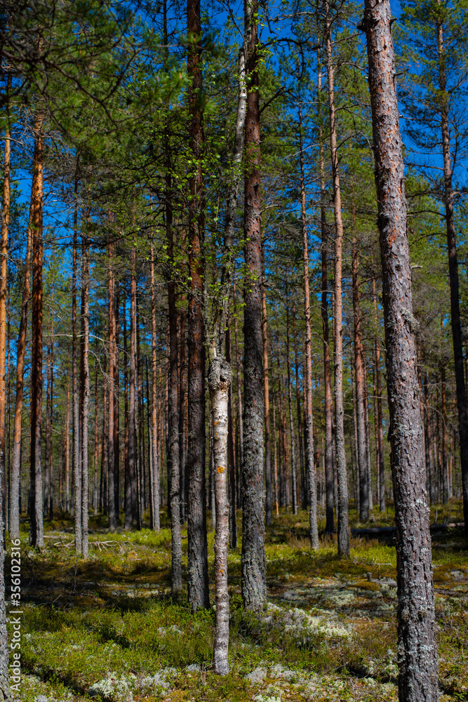 Forest in Lahemaa National Park of Estonia. Selective focus