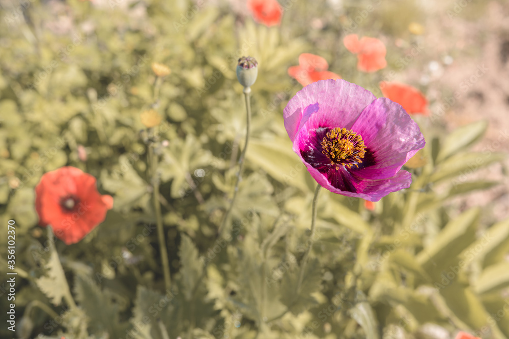Close-up of opium poppy flower (papaver somniferum) in a field of poppies Close-up of opium poppy flower (papaver somniferum) in a field of poppies