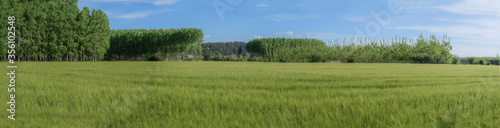 Green wheat field landscape with tree planting background and blue sky